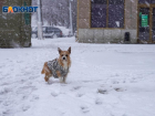 В Волгограде объявлено резкое похолодание: 21-градусные морозы