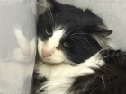 В Волжском кот объявил голодовку после смерти хозяина
