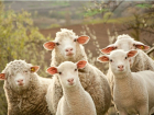 Под Волгоградом бесследно исчезли 128 овец