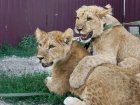 Спасенных в Волгограде двух львят не хотят забирать государственные зоопарки