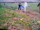 «Только успевали грузить»: камышанам удалось решить вопрос с перевозкой бахчевых для раненых на Донбассе бойцов
