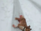 Зверски убитую собаку в Волгограде оставили умирать на дороге 