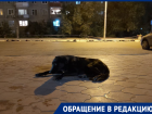 В элитном ЖК Волгограда догхантеры отравили дворового любимца Тедди