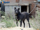 «Остались шугастые животные и тяжелючие будки»: владельцы приюта с 41 травмированным животным в Волгограде «разрываются» на две территории