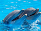 Почти 2 тысячи волгоградцев подписали петицию против строительства дельфинария