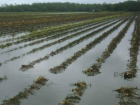 Под Волгоградом дожди погубили уникальные экологически чистые арбузы