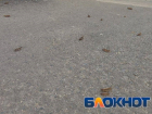 Битва с саранчой готовится в Волгоградской области