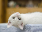 Надоевший хозяевам кот-абьюзер стал героем Интернета в Волгограде