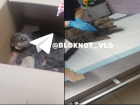 «Лежала и кричала»: окровавленную кошку бросили умирать у дороги в Волгограде