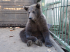 Сбежавшая от волгоградского егеря медведица получила новую жизнь под Санкт-Петербургом