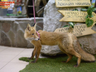 В Волгоградском зоопарке спасли малыша-лисенка
