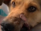 «Сломана челюсть, нет губы, пуля в носу»: волонтеры спасают расстрелянного пса в Волгограде