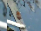 Рассадник крыс попал на видео в Волгограде