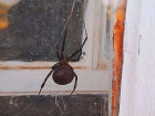 Смертельно ядовитый паук каракурт продолжает атаковать Волгоград после похолодания