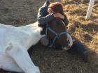 Под Волгоградом лошадь со сломанной ногой лечат холдинг-терапией 