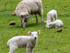 В Волгоградской области пастух заплатит более миллиона за вытоптанное овцами луковое поле