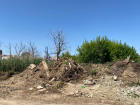 Волгоградцы добились полицейского расследования незаконной вырубки 17 деревьев