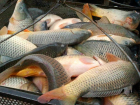 В кафе города запрещено подавать рыбу из Волгоградского водохранилища 