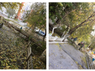 Ураганный ветер валит деревья в Волгограде