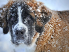 «Разбираем по домам»: волгоградцам рассказали, как можно помочь бездомным животным в холода