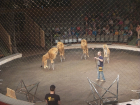 Египетские львы устроили представление для детей-инвалидов из Волгограда 