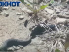 Эпичная битва змеи с рыбой под Волгоградом попала на видео