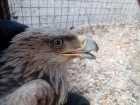 Истощенную сову и переломанного орла-могильника спасают в Волгограде
