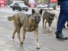 Странный вирус или болезнь атаковали бездомных собак в Волгограде