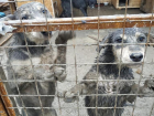 Приют с 41 травмированным животным  в Волгограде стал тонуть в грязи после ночного дождя