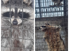 «Мокрые раскорячившиеся еноты»: Россельхознадзор нашел нарушения в мини-зоопарке в волгоградском кафе