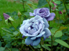 Лиловые и сиреневые ароматные розы зацвели в Волгоградском ботаническом саду