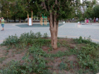 Вместо цветов и газона в волгоградском парке вырос сорняк