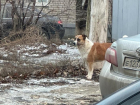 Бездомная собака-рецидивист нападает на людей в Волгограде