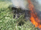 В Волгоградской области сожгли 200 килограмм конопли
