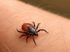 Первые жертвы клещей появились в Волгоградской области