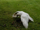 В Волгоградской области орнитологи зафиксировали появление орлана-альбиноса 
