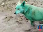 Волгоград прославился видео с зелеными собаками в TikTok: 3 миллиона просмотров