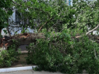 Завален неубранными деревьями после урагана оказался Волгоград