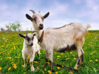 Ленивая ветеринар идет под суд за 900 беззащитных коз и коров в Волгоградской области