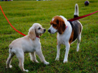 Площадка для дрессировки собак появится в волгоградском парке