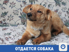 Понимающий Персик ищет своего хозяина с квартирой