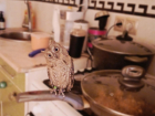Выпускной устроят для микро-совы в Волгограде