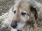Жительница Волгограда бросила свою собаку умирать от голода и жажды за металлическим забором