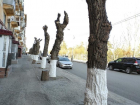 Более 25 тысяч деревьев «пустили под топор» в Волгограде за два года