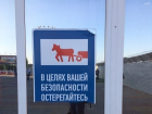 Посетителей аэропорта Волгограда предупреждают об опасности столкновения с лошадью в упряжке 