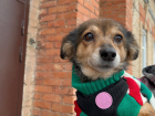 Самый крупный приют для собак в Волгограде оказался на грани закрытия из-за гигантских долгов