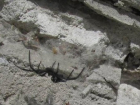 Еще одна жительница Волгоградской области стала жертвой ядовитого паука-каракурта