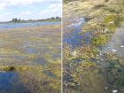 Полуметровым слоем водорослей покрылось Береславское водохранилище в Волгограде 