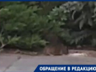 Разгуливающие у ТРЦ крысы попали на видео в Волгограде