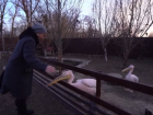 На съемках в Волгограде на ведущего федерального канала напал пеликан 